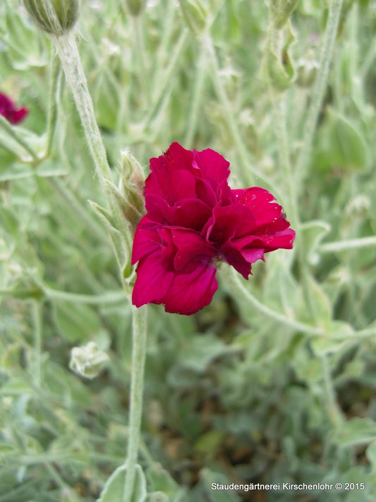 Silene coronaria 'Gardeners World' ® (Lychnis)