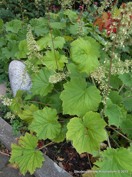 Heuchera villosa var. macrorrhiza