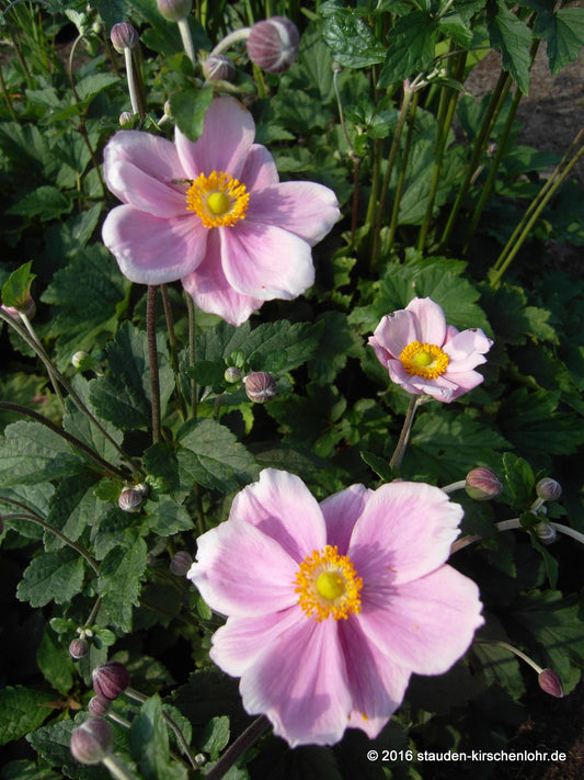 Anemone (Autumn Elegans Group) 'Loreley'