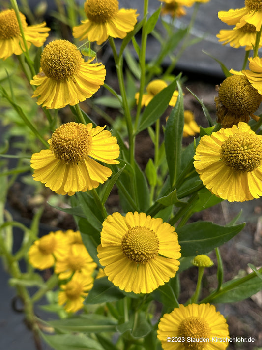 Helenium 'Tijuana Brass' ®
