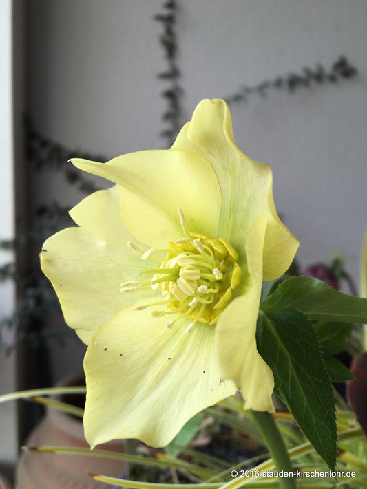 Helleborus x hybridus 'Yellow Lady' (orientalis)