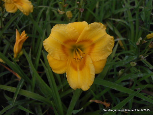 Hemerocallis 'Palatina Zimtspot'