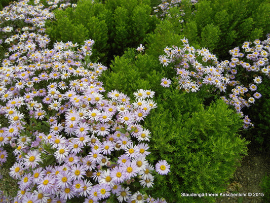 Galatella sedifolia 'Nanus' (Aster)