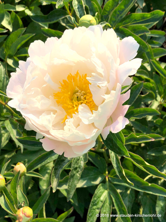 Paeonia 'Miss America'