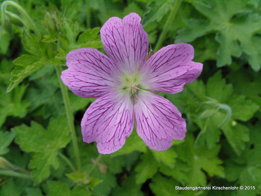 Geranium x oxonianum 'Claridge Druce'