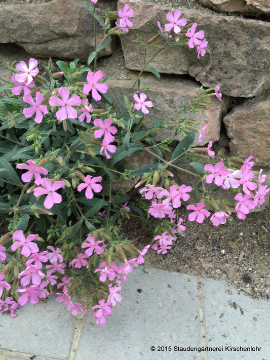 Saponaria x lempergii 'Fritz Lemperg'