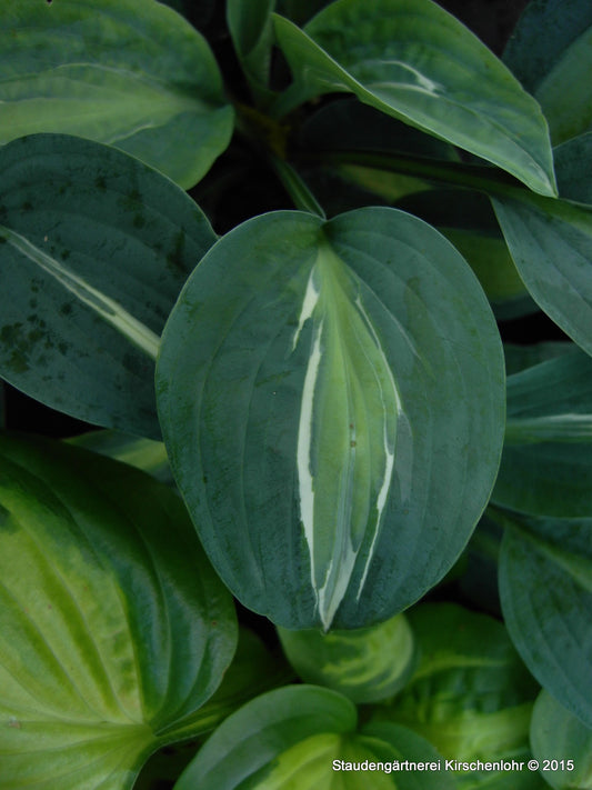 Hosta 'Kiwi Full Monty'