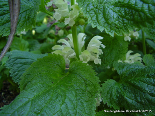 Lamium orvala 'Album'