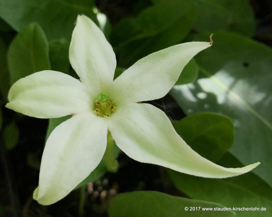 Jaborosa integrifolia