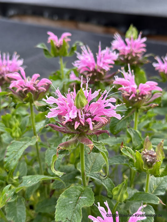 Monarda 'Beauty of Cobham'
