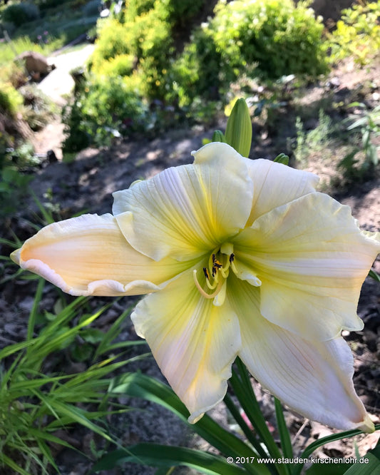 Hemerocallis 'White Stallion'   NIS