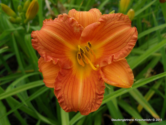 Hemerocallis 'Mambo Maid'