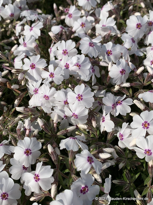 Phlox subulata 'Amazing Grace'