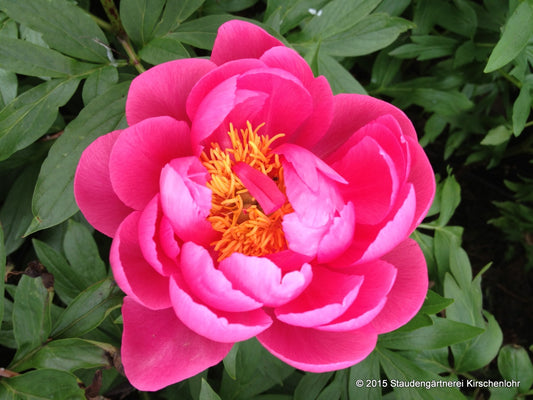 Paeonia 'Cytherea'