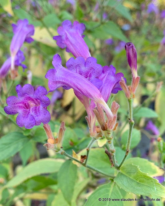 Strobilanthes penstemonoides