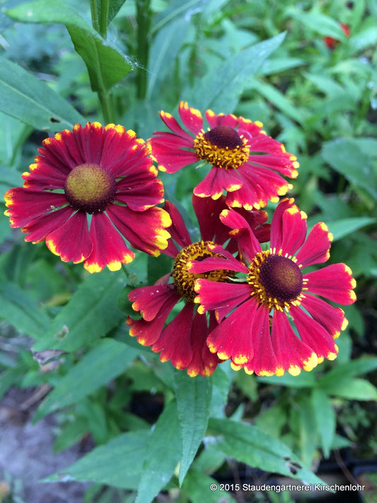 Helenium 'Serenade'