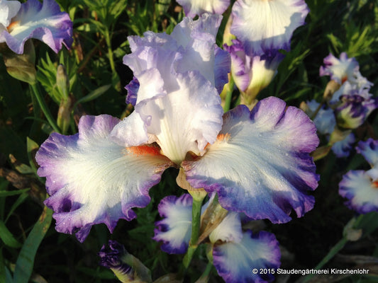 Iris barbata-elatior 'Elégant'