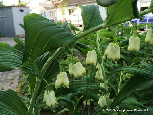 Polygonatum 'Weihenstephan'