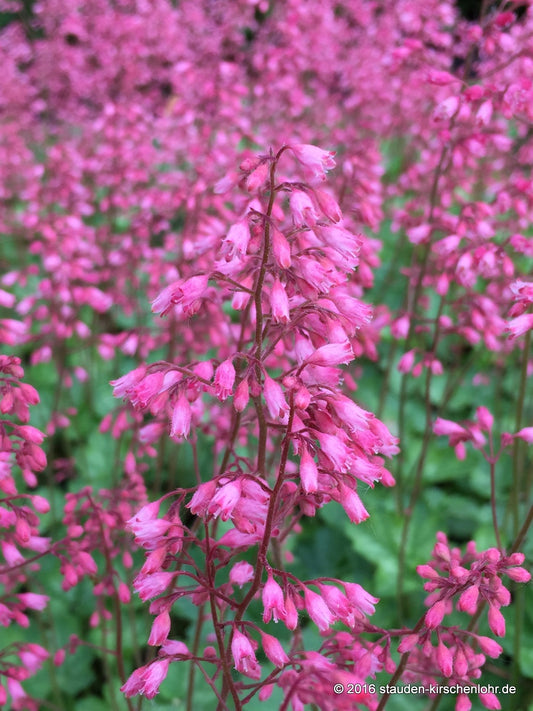 Heuchera 'Peppermint' ®