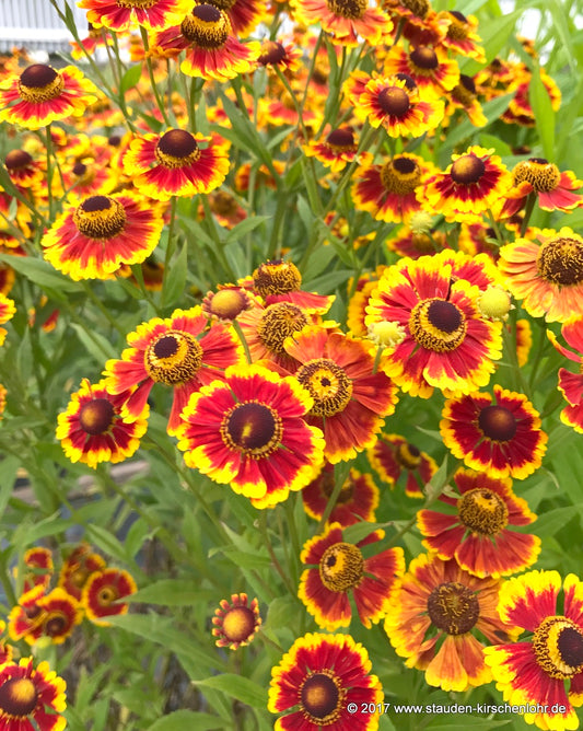 Helenium 'Margot'