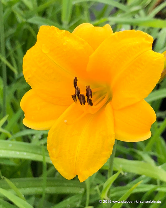 Hemerocallis 'Pizza'