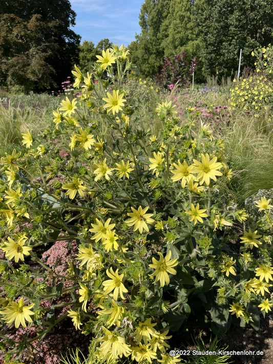 Silphium mohrii