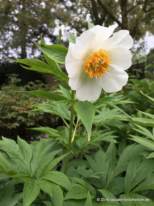 Paeonia 'Late Windflower'