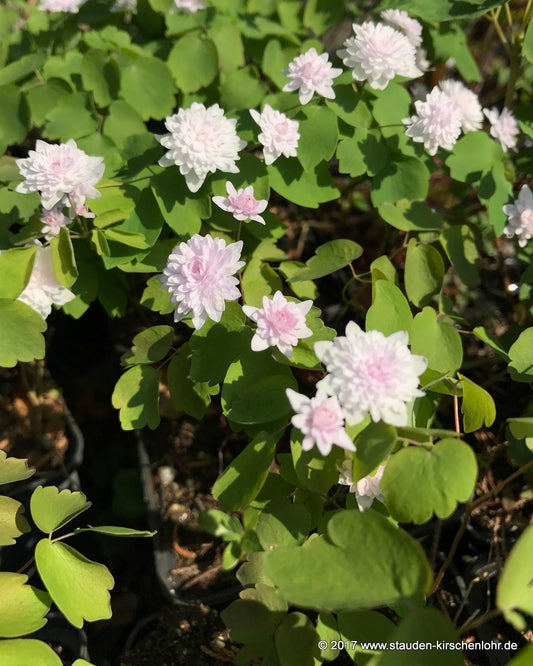 Anemonella thalictroides 'Cameo'