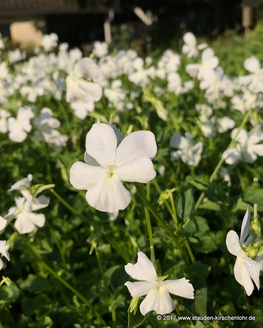 Viola cornuta 'Whisley White'