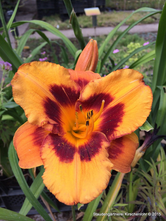 Hemerocallis 'Tigger'