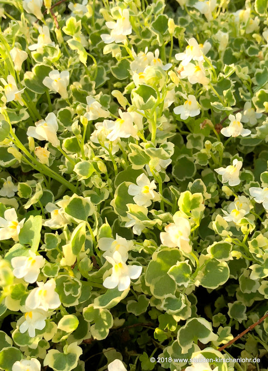 Cymbalaria muralis 'Snow Wave'