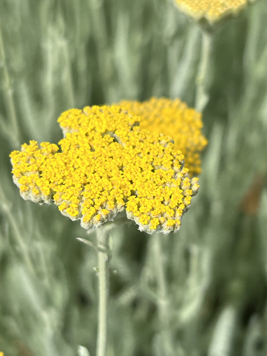 Achillea 'Schwellenburg'