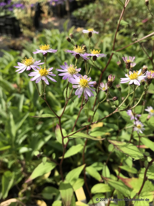 Doellingeria scabra 'Kiyosumi'