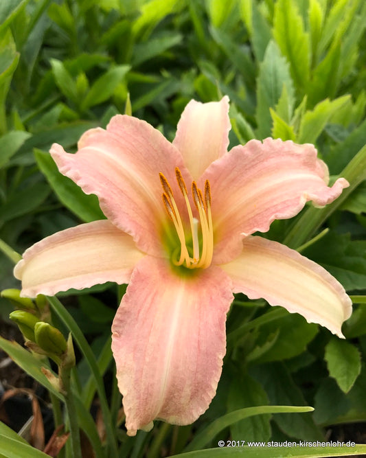 Hemerocallis 'Luxury Lace'