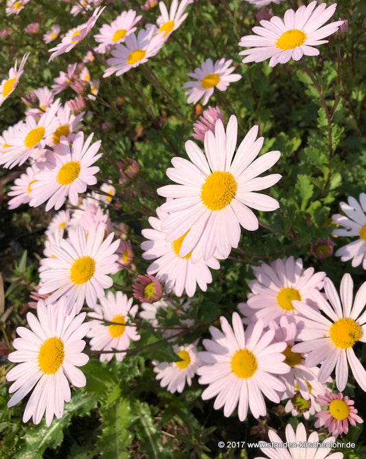Arctanthemum arcticum 'Roseum'