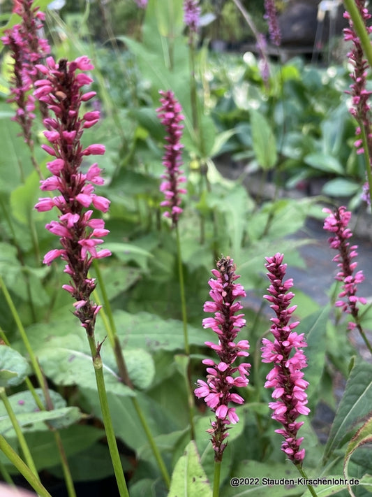 Bistorta amplexicaulis 'Summer Dance'
