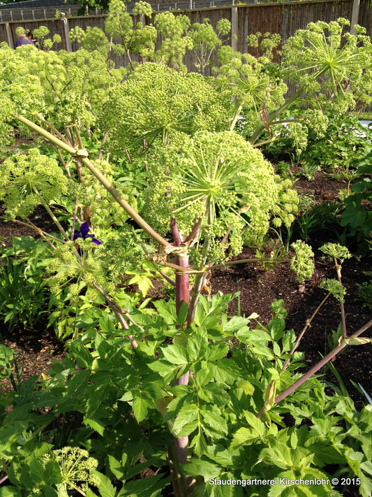 Angelica archangelica