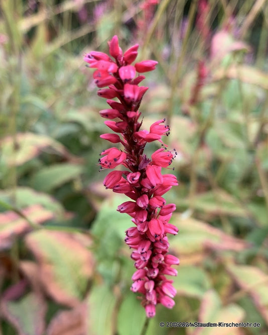 Bistorta amplexicaulis 'Firedance'