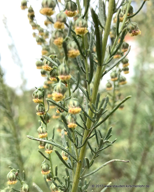 Artemisia molinieri
