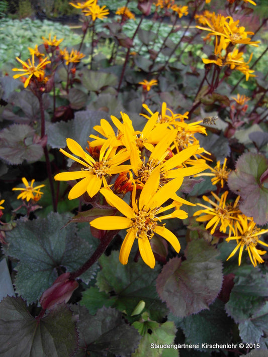 Ligularia dentata 'Britt-Marie Crawford' ®