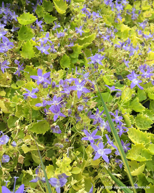 Campanula garganica 'Dicksons Gold'