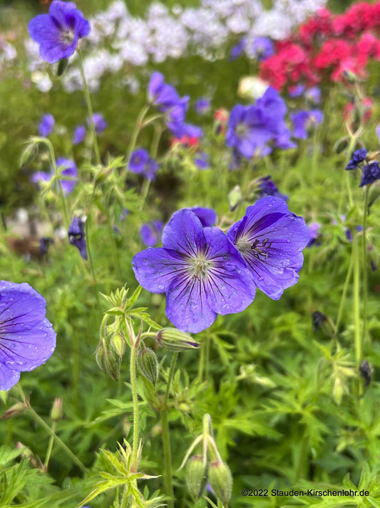 Geranium 'Eureka Blue' ®