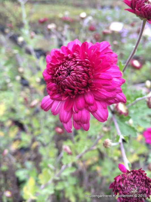 Chrysanthemum 'Feuerzauber'