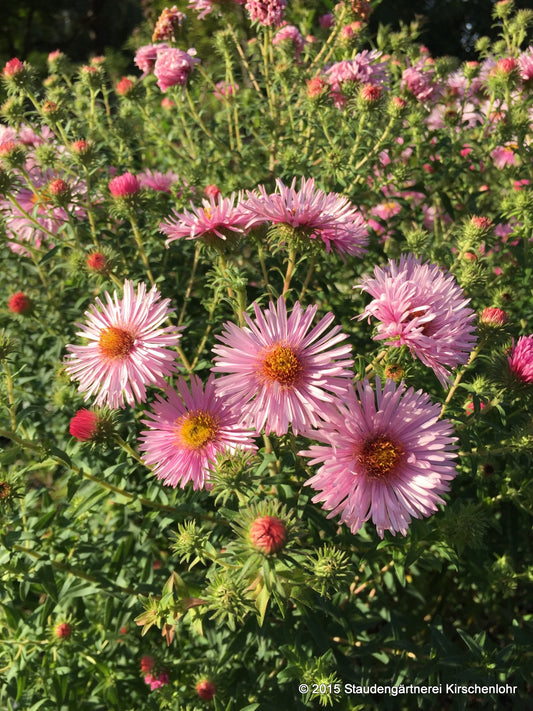 Symphyotrichum novae-angliae 'Rosa Sieger'