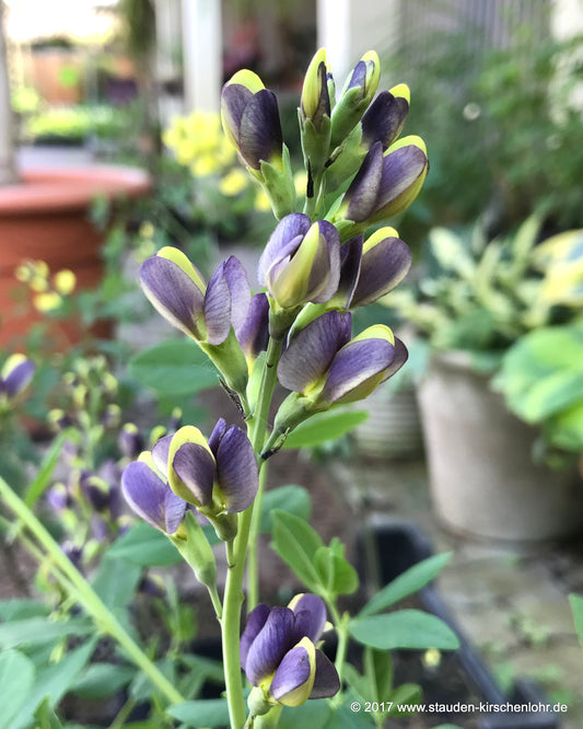 Baptisia 'Blueberry Sundae' ®