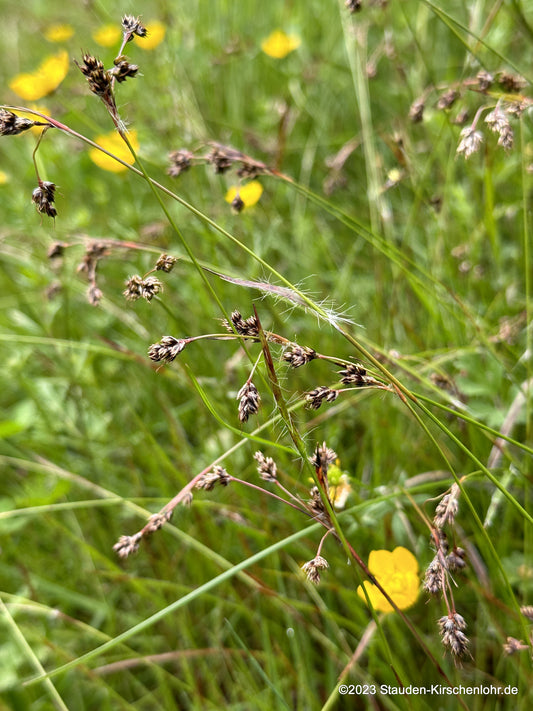 Luzula campestris 'Böser Berg'  NIS