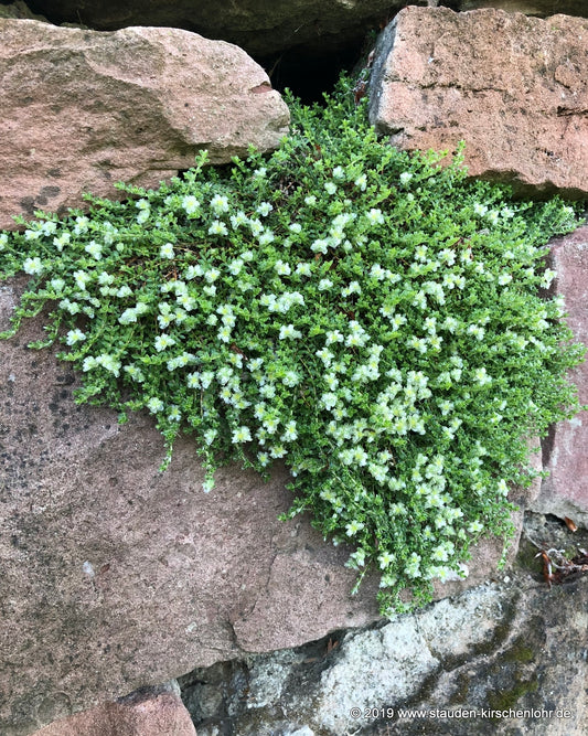 Paronychia kapela subsp. serpyll. 'Brinstead Gold'