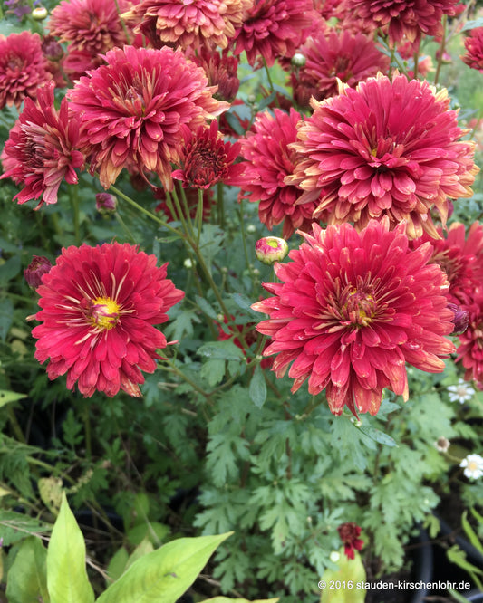 Chrysanthemum 'Red Velvet' (Indicum-Gruppe)