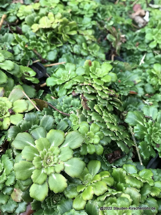 Saxifraga x urbium 'Clarence Elliott'