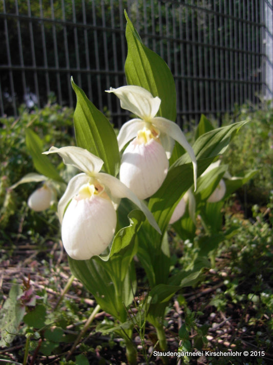 Cypripedium 'Sabine Pastell'